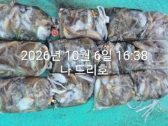 비응항 뉴라이브호 갑오징어 조황 사진