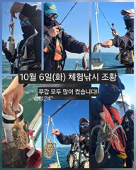 장고항 원당호 주꾸미 조황 사진