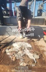 신월항 트윈스타호 돌문어 조황 사진
