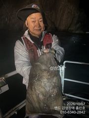 비응항 홈런호 돌문어 · 주꾸미 조황 사진