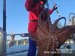 제덕항 창원사랑호 돌문어 조황 사진