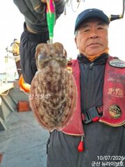 군산뉴라이브호 갑오징어 조황 사진
