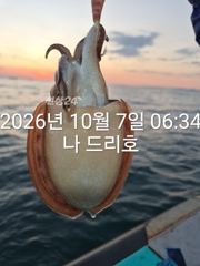 비응항 나드리호 갑오징어 조황 사진