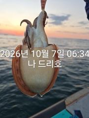 비응항 나드리호 갑오징어 조황 사진