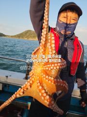 비응항 챔피언호 돌문어 조황 사진