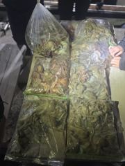 포항아톰호 돌문어 조황 사진