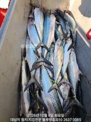 시작된 가을파시ㅡ삼치, 방어가 지천입니다!