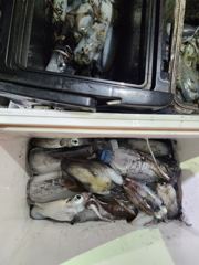 (팁런)고구마~무시 씨알 대박 먹물파티~대동낚시(오늘 예약)