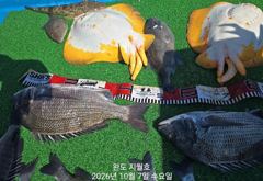 완도항 지월호 감성돔 조황 사진