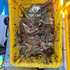 초양항 유신호 돌문어 조황 사진
