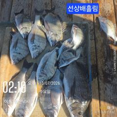 마리개항 병산낚시레저호 감성돔 · 돌문어 조황 사진