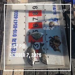 궁항레져 감성돔 조황 사진
