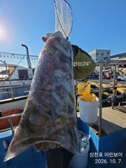 사천마린보이 돌문어 조황 사진