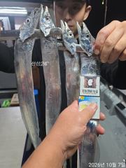 [진해] 7일새벽 내만갈치 담배갑씨알 전원엄청잡고~!!루어,텐빈 1타1피…