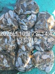 비응항 나드리호 갑오징어 조황 사진
