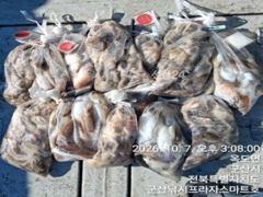 비응항 나드리호 갑오징어 조황 사진