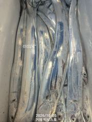 갈치 나올 때 잡아가세요. 내일(8일) 3자리
