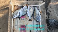 천성항 가덕천성진양좌대 감성돔 · 주꾸미 조황 사진