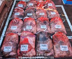 아폴로피싱 주꾸미 조황 사진