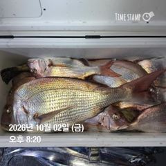 벅시꾼 참돔 조황 사진