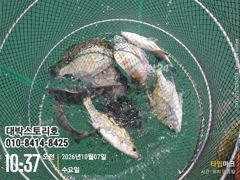 촌항 대박스토리호 감성돔 조황 사진