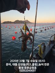 통영 금정호 키로급 문어들이 아침부터 올라옵니다 내일과 주말 자리있습니다
