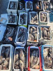 10월7일 우럭 조황입니다.
