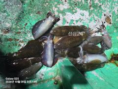 무뉘오징어 덩치들