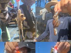 쭈꾸미 대박!! 평일11시/휴일종일 출조 모집