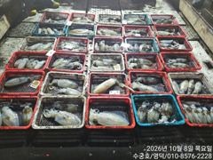 삼사항 수궁호 무늬오징어 조황 사진