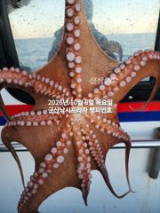 8일, 군산 왕문어~ 덩치급 문어들~오늘도 시작~실시간~군산낚시프라자 챔피언호