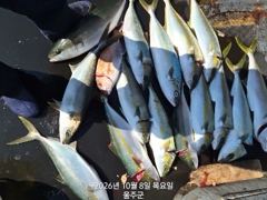 강양낚시 돌돔 조황 사진
