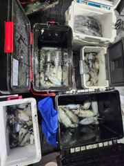 성포항 대동호 조황 사진
