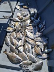 [마산] 킹덤호 피싱/ 금ㆍ토ㆍ일요일 감성돔 예약 가능합니다.