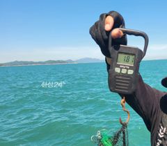 백호호)2.4kg 2kg 1.6kg 1.5kg 인생 문어 마릿수…