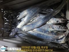 [진해] 내만칼치ㅡ물반 칼치반 어마어마하게 물어주네요,용가리급까지(토요일…
