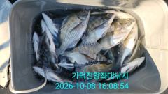 [부산] 가덕천성진양 감성돔 좌대조황 261008 목