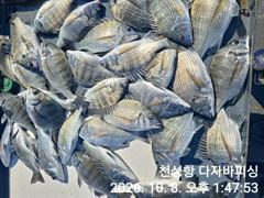 [부산] 감성돔 선상카고 오늘도 한분 대박 조황 입니다