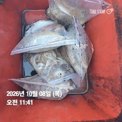 [전투피싱선단 그레이스호] 10월 8일 4물, 즐거운 손맛! 장원 쭈꾸미 80수·갑오징어 35수