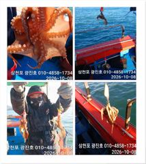 삼천포항 삼천포광진호강선장 문어 조황 사진