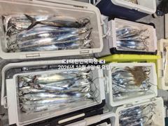 행암항 대한민국피싱 갈치 조황 사진