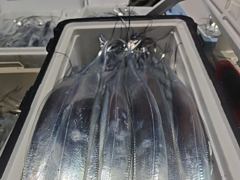 내만칼치 미친피딩 루어,텐빈1타1피 엄청나게 퍼담고 쿨러넘쳐,일욜부터예약가능