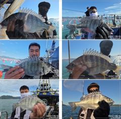 평림항 최강피싱호 조황 사진
