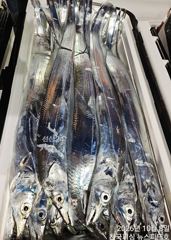 행암항 진해뉴스피드호 조황 사진