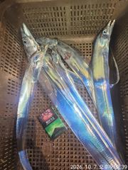 법동항  히어로피싱 갈치 조황 사진
