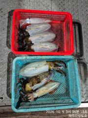성산포항 파랑도호 조황 사진