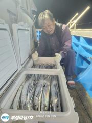 [부성피싱]왕칼치 초대박...연일 이어갑니다 전원쿨러만땅!양손가득들고 입항합니다 일욜여유