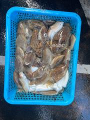 마검포항 만쿨피싱수산 갑오징어 조황 사진
