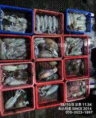 감포항 씨스타호 조황 사진