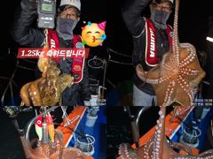 8일 쓸어담듯이 Kg급 마리수로 올라와 잡고온 야간~돌문어 잡으러 출조 갑니다 @ 오늘,토,일요일~몇 자리 예약가능